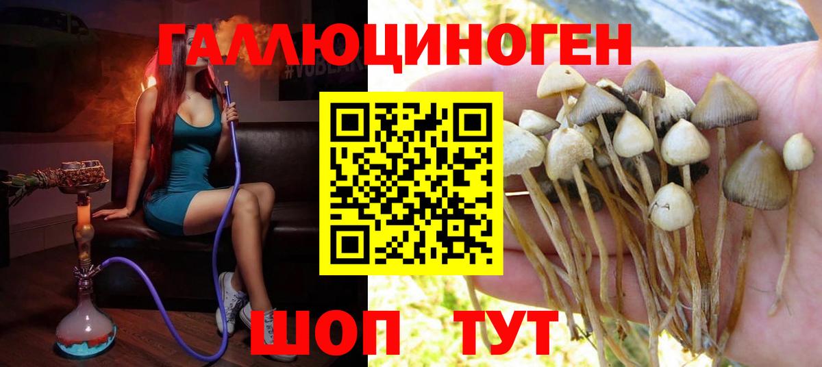Галлюциногенные грибы Psilocybine cubensis  Вход с VPN  Славянск-на-Кубани 